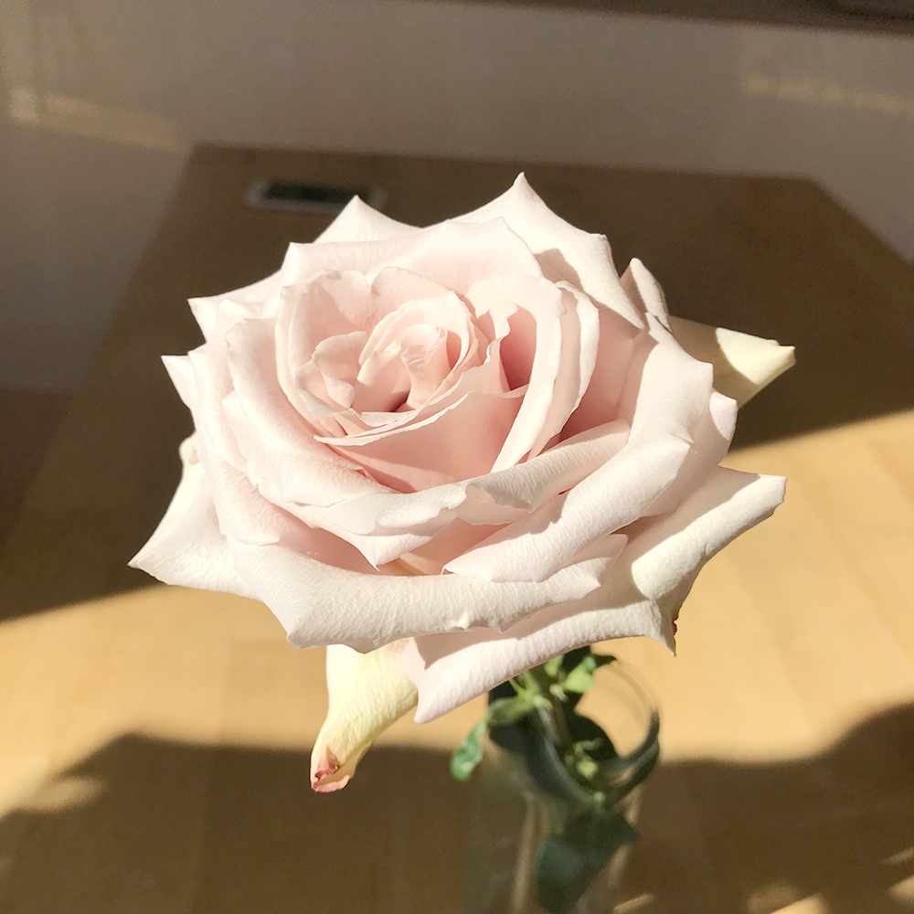 絵画教室ビルド日記 | 白いバラ | 麻布十番のアトリエ
